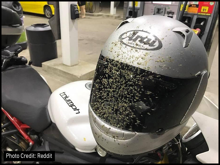 How Often Do Motorcycle Riders Eat Bugs While Riding?